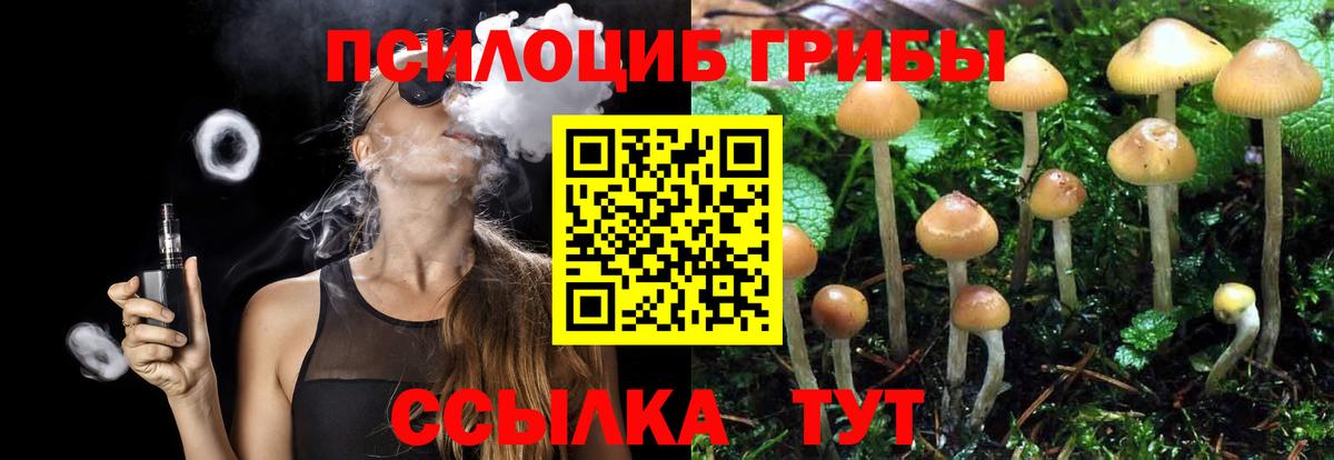 Псилоцибиновые грибы Psilocybe Сарапул